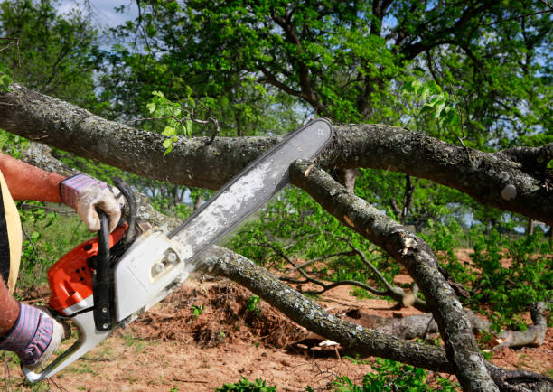 Best Tree Preservation Services  in Fredericksburg, TX